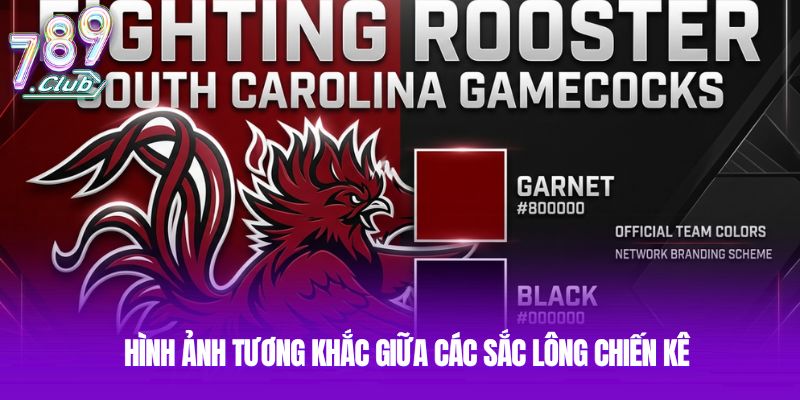 Hình ảnh tương khắc giữa các sắc lông chiến kê