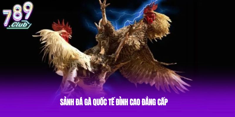 Sảnh đá gà quốc tế đỉnh cao đẳng cấp