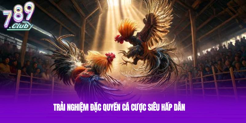 Trải nghiệm đặc quyền cá cược siêu hấp dẫn